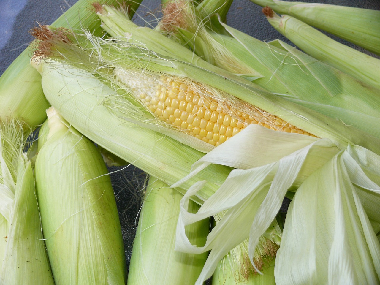 Stosowanie kukurydzy kiszonej w karmieniu zwierząt hodowlanych.